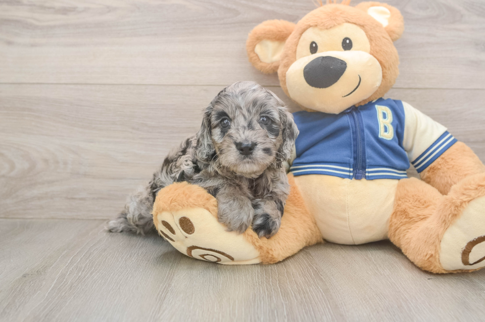 5 week old Cockapoo Puppy For Sale - Simply Southern Pups