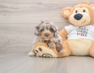 7 week old Cockapoo Puppy For Sale - Simply Southern Pups