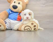 5 week old Cockapoo Puppy For Sale - Simply Southern Pups