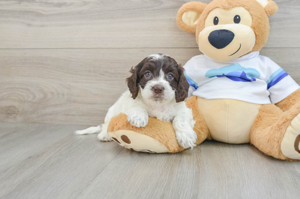 5 week old Cockapoo Puppy For Sale - Simply Southern Pups