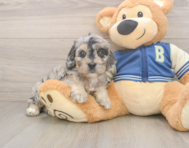 6 week old Cockapoo Puppy For Sale - Simply Southern Pups