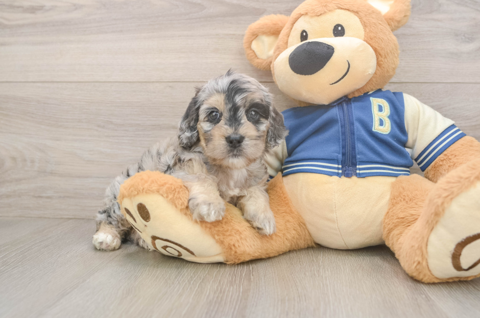 5 week old Cockapoo Puppy For Sale - Simply Southern Pups