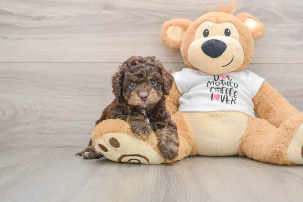 Fluffy Cockapoo Poodle Mix Pup