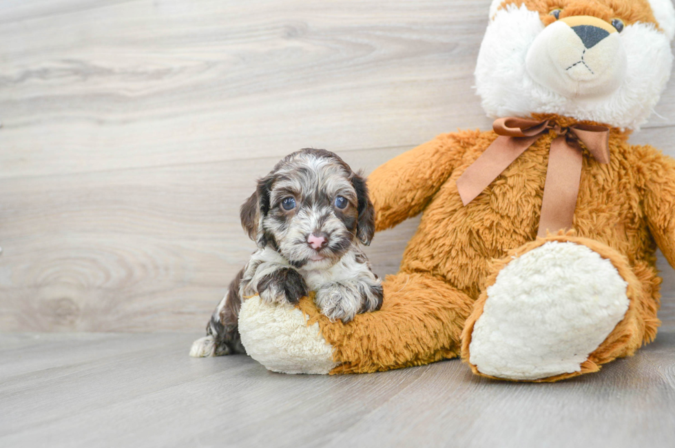 5 week old Cockapoo Puppy For Sale - Simply Southern Pups