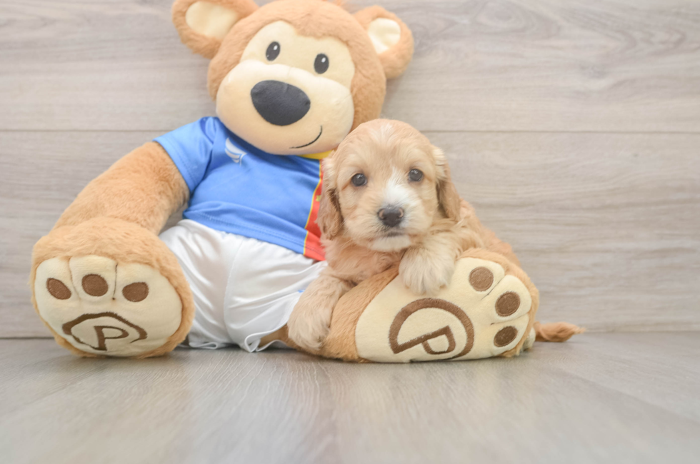 5 week old Cockapoo Puppy For Sale - Simply Southern Pups