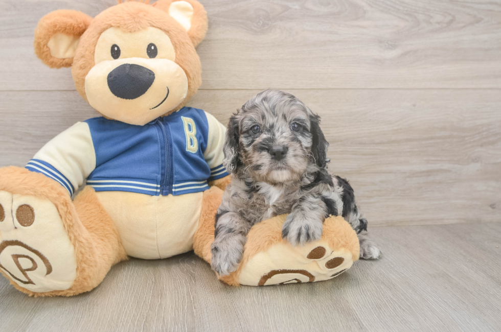 5 week old Cockapoo Puppy For Sale - Simply Southern Pups