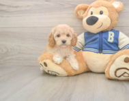 7 week old Cockapoo Puppy For Sale - Simply Southern Pups