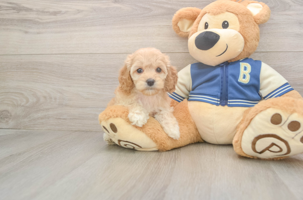 6 week old Cockapoo Puppy For Sale - Simply Southern Pups