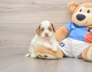6 week old Cockapoo Puppy For Sale - Simply Southern Pups