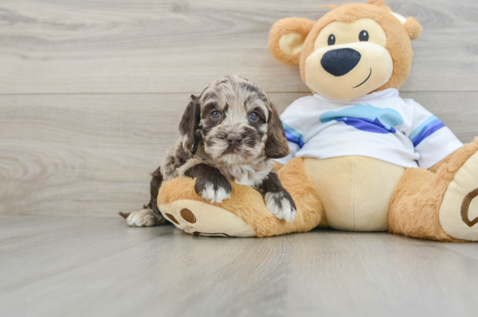 5 week old Cockapoo Puppy For Sale - Simply Southern Pups