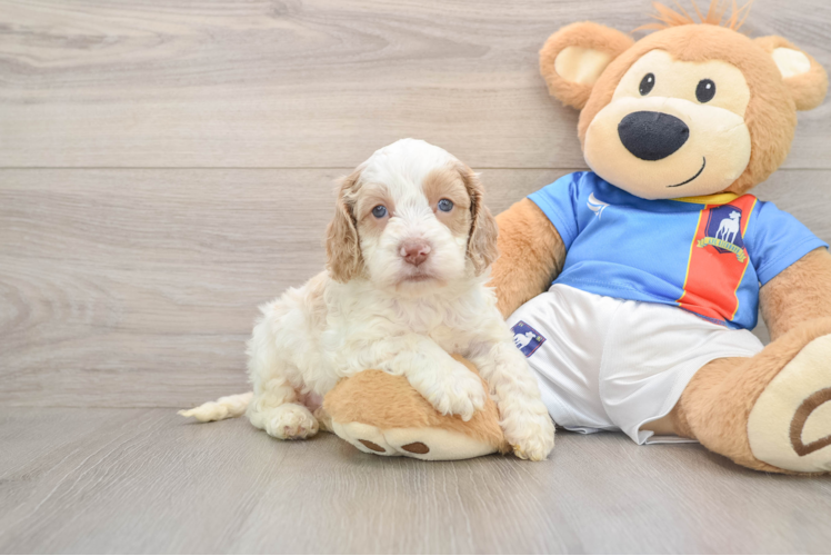 Happy Cockapoo Baby