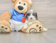8 week old Cockapoo Puppy For Sale - Simply Southern Pups
