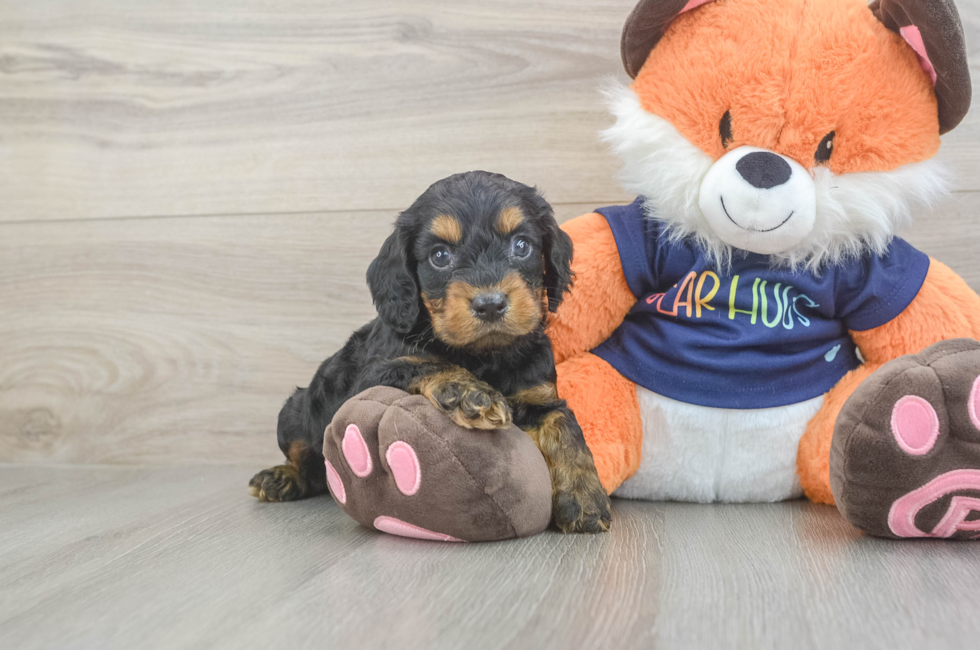 5 week old Cockapoo Puppy For Sale - Simply Southern Pups