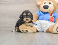 8 week old Cockapoo Puppy For Sale - Simply Southern Pups