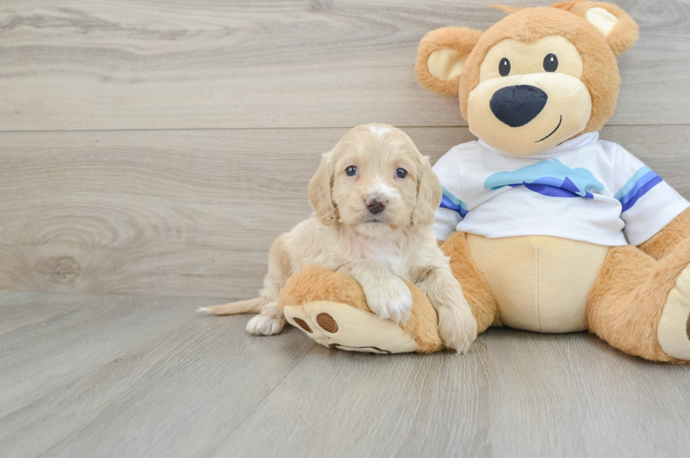 5 week old Cockapoo Puppy For Sale - Simply Southern Pups