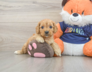 9 week old Cockapoo Puppy For Sale - Simply Southern Pups