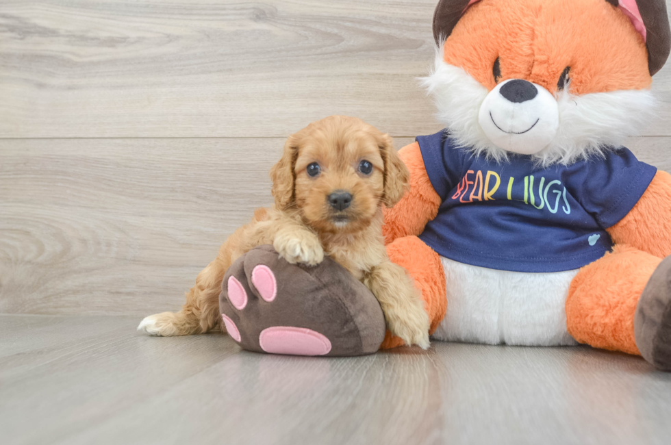 5 week old Cockapoo Puppy For Sale - Simply Southern Pups