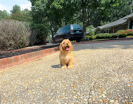 9 week old Cockapoo Puppy For Sale - Simply Southern Pups