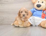 7 week old Cockapoo Puppy For Sale - Simply Southern Pups