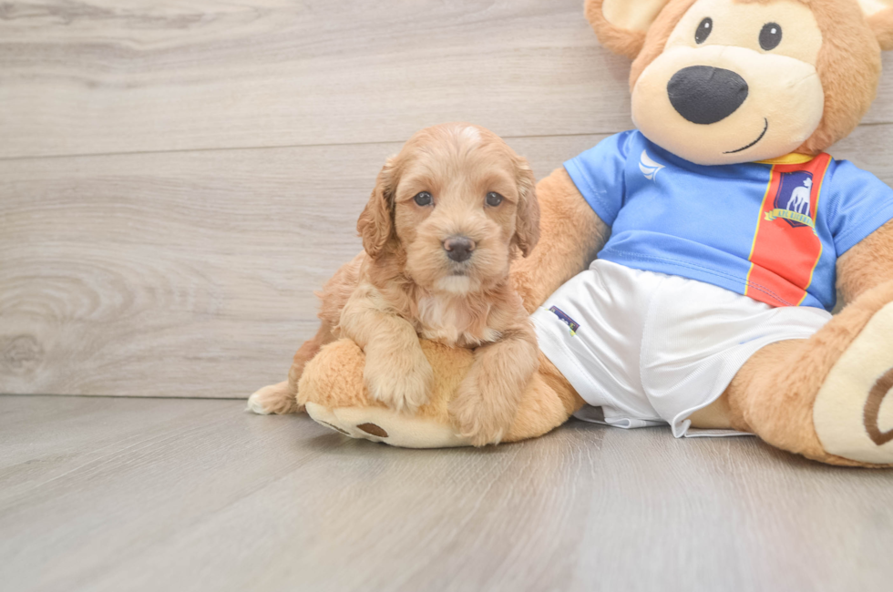 5 week old Cockapoo Puppy For Sale - Simply Southern Pups