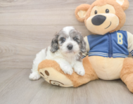 6 week old Cockapoo Puppy For Sale - Simply Southern Pups