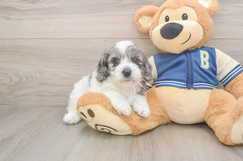 5 week old Cockapoo Puppy For Sale - Simply Southern Pups
