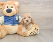 6 week old Cockapoo Puppy For Sale - Simply Southern Pups