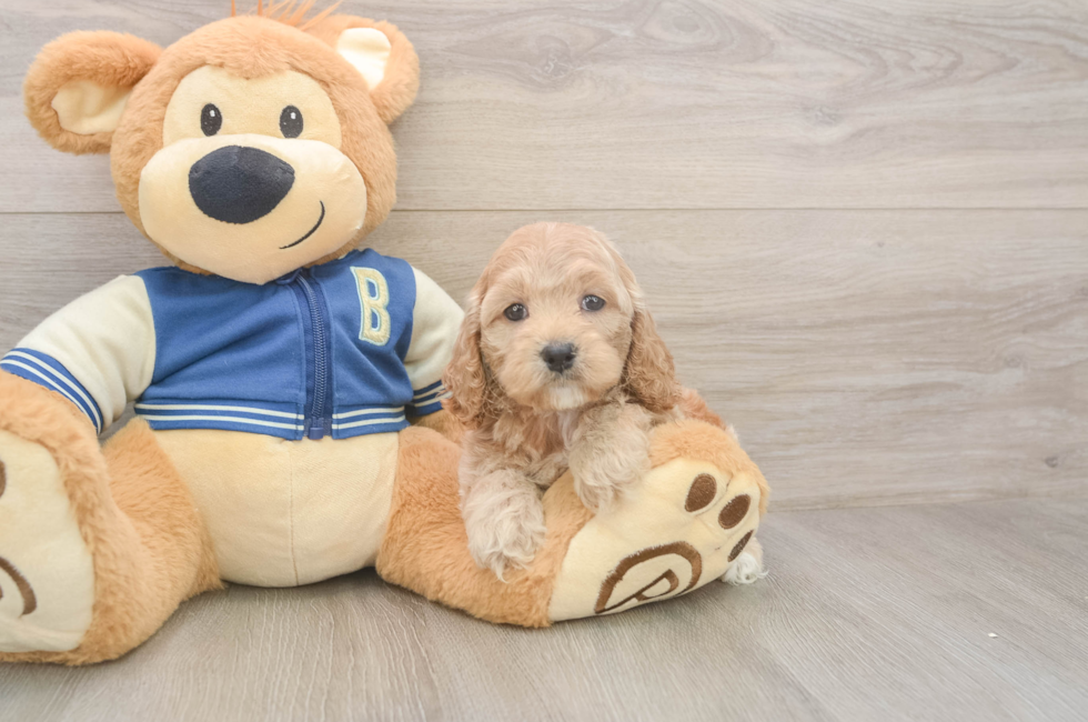 6 week old Cockapoo Puppy For Sale - Simply Southern Pups