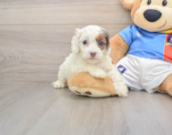 6 week old Cockapoo Puppy For Sale - Simply Southern Pups