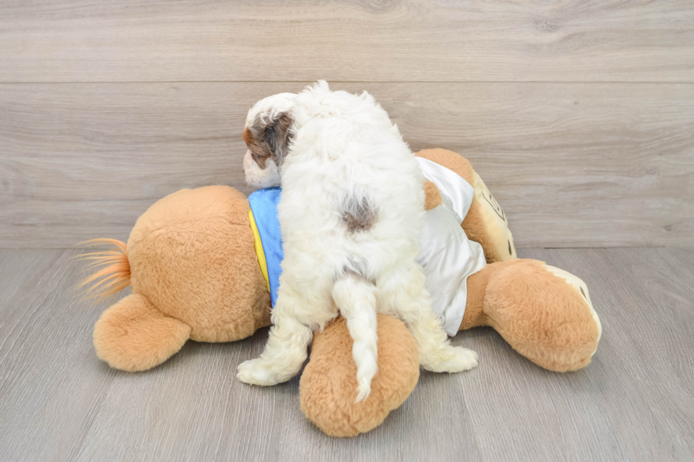 Cockapoo Puppy for Adoption