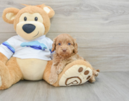 8 week old Cockapoo Puppy For Sale - Simply Southern Pups