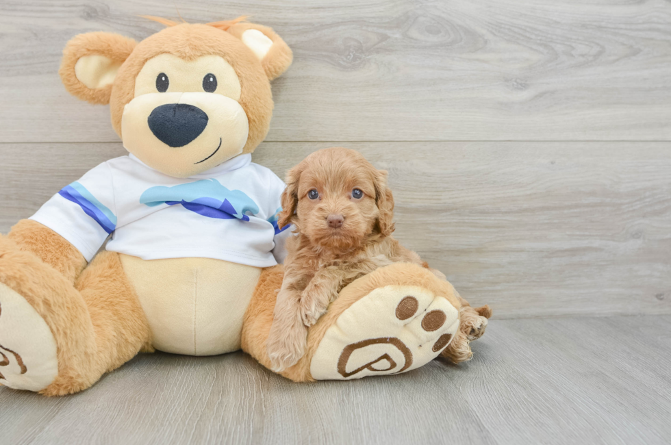 5 week old Cockapoo Puppy For Sale - Simply Southern Pups