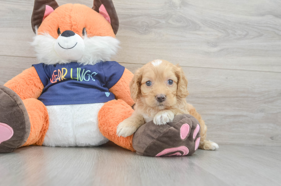 5 week old Cockapoo Puppy For Sale - Simply Southern Pups