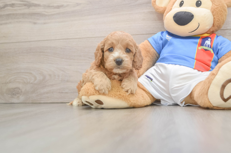 5 week old Cockapoo Puppy For Sale - Simply Southern Pups