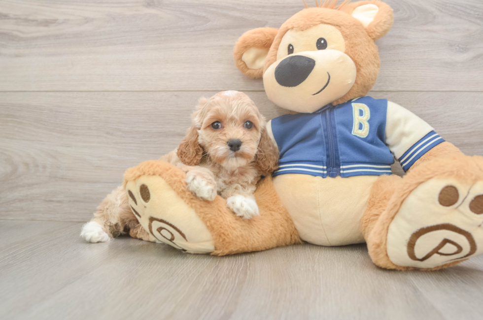 6 week old Cockapoo Puppy For Sale - Simply Southern Pups