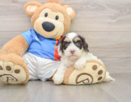 6 week old Cockapoo Puppy For Sale - Simply Southern Pups