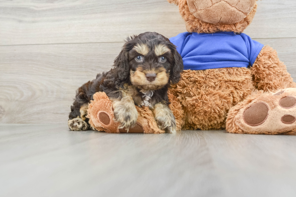 Best Cockapoo Baby