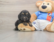 9 week old Cockapoo Puppy For Sale - Simply Southern Pups