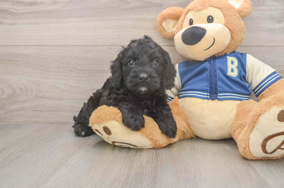 5 week old Cockapoo Puppy For Sale - Simply Southern Pups
