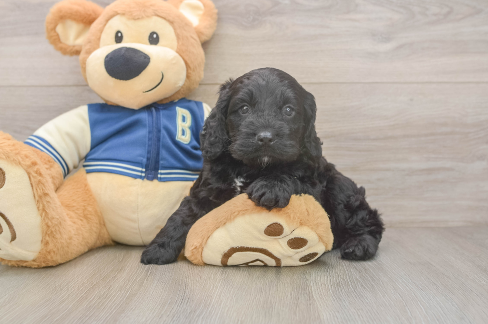 5 week old Cockapoo Puppy For Sale - Simply Southern Pups