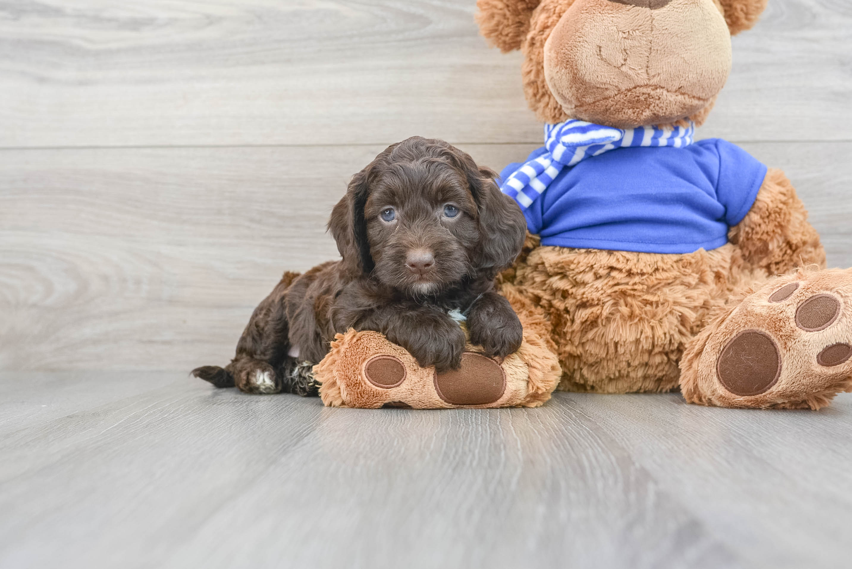 Teddy bear cockapoo 2025 puppies for sale