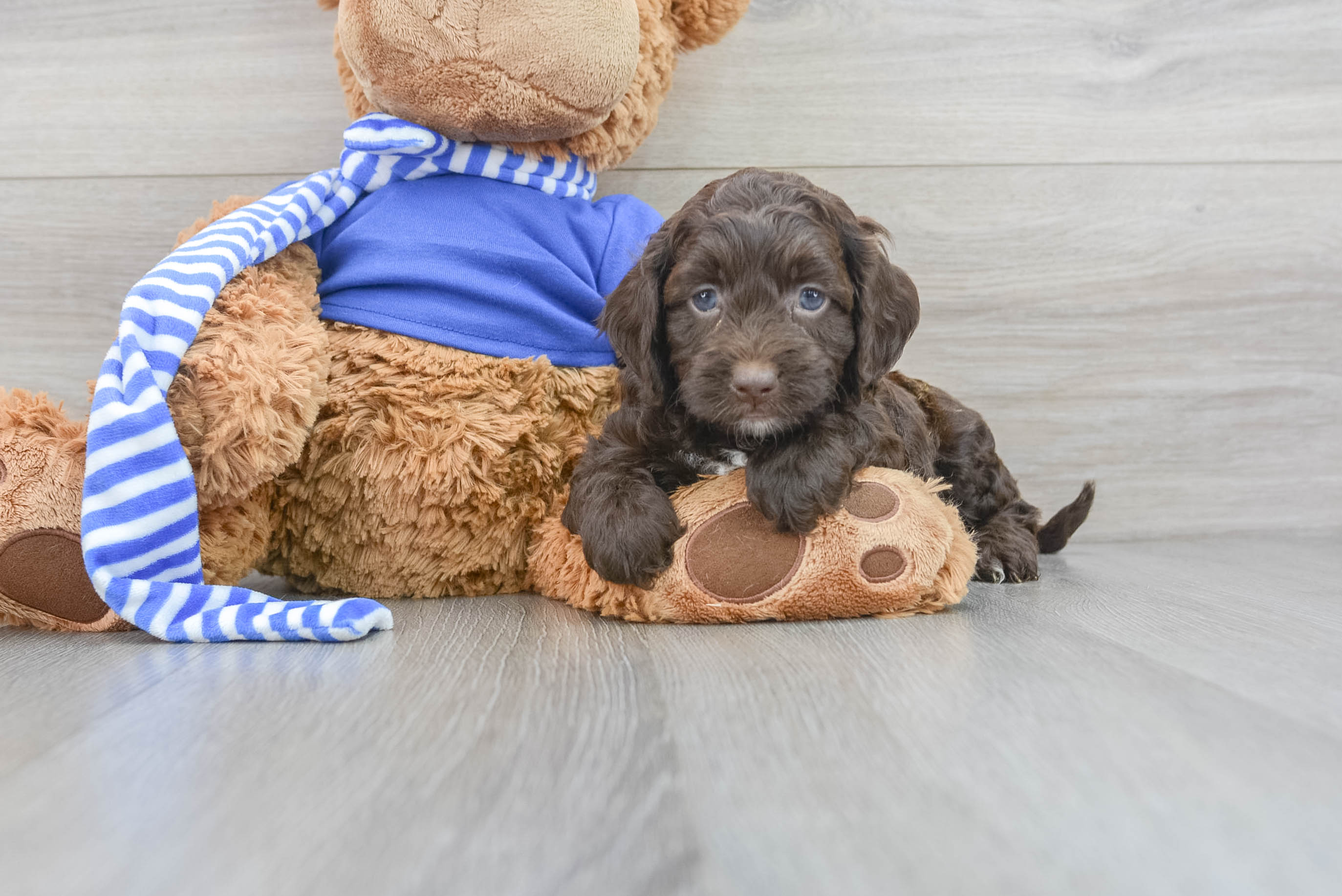 Teddy bear cockapoo puppies for clearance sale