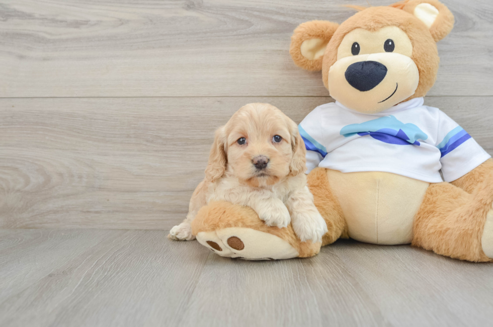 5 week old Cockapoo Puppy For Sale - Simply Southern Pups