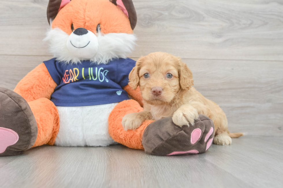 5 week old Cockapoo Puppy For Sale - Simply Southern Pups