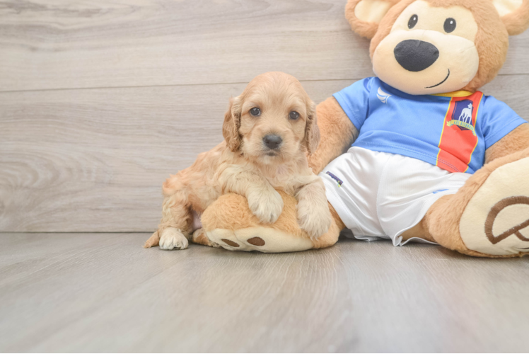Petite Cockapoo Poodle Mix Pup