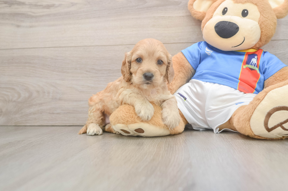 5 week old Cockapoo Puppy For Sale - Simply Southern Pups