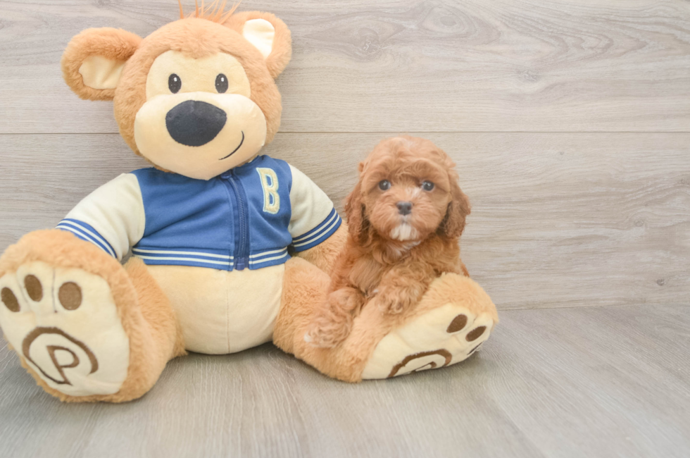 6 week old Cockapoo Puppy For Sale - Simply Southern Pups