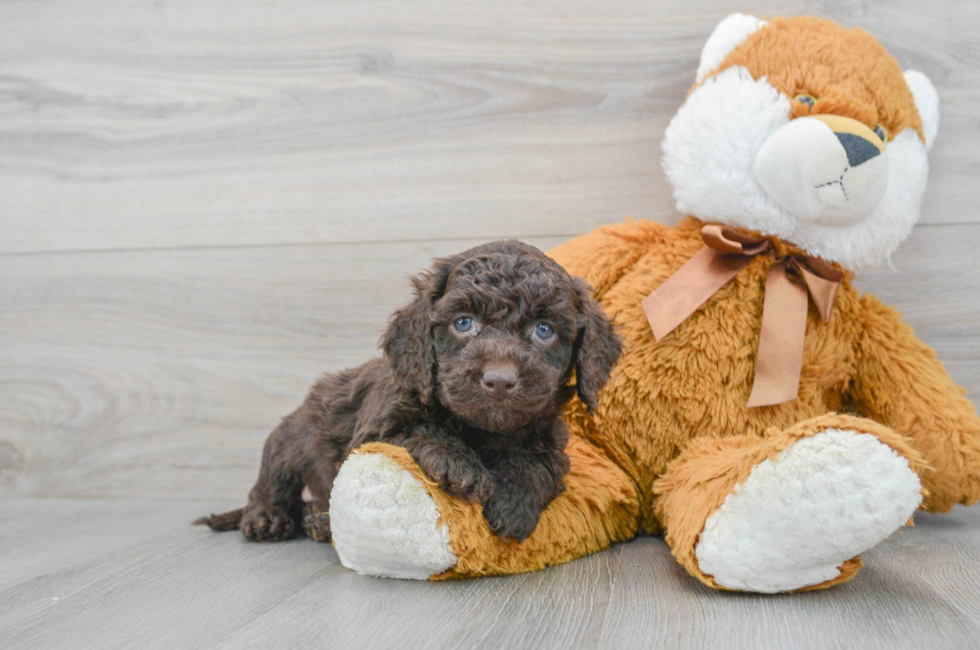 7 week old Cockapoo Puppy For Sale - Simply Southern Pups