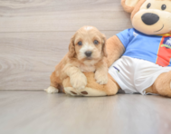 7 week old Cockapoo Puppy For Sale - Simply Southern Pups
