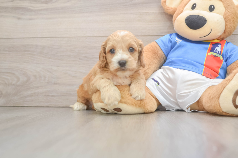 5 week old Cockapoo Puppy For Sale - Simply Southern Pups